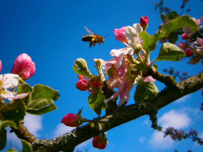 Honigbiene befliegt Apfelblüte: Foto: Imker Oswald.