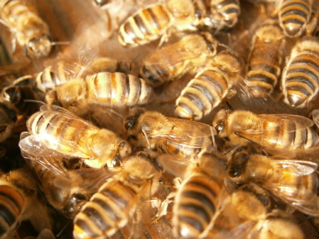 Gestreifte Bienen in lustiger Geselligkeit.