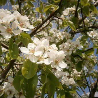 DER BESTE BLÜTENHONIG, Ein wunderschön weiß blühender Birnbaum auf dem Ökohof der Oswald´s www.bio-honig.com.