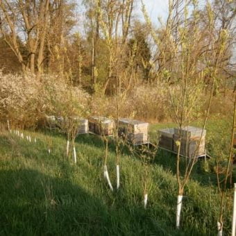 HONIG AUS FRÜHTRACHT; Zwölf Bienenstöcke stehen an einem bzw. in einerm Naturschutz Biotop mit Weiden, Schlehenhecke und Naturwald.