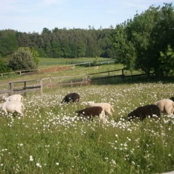 IMKER PROPOLIS TROPFEN Eine Schafherde grast friedlich mit ihren Lämmern auf der Weide auf dem Imker Hof.