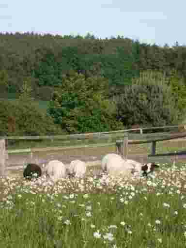 BEIM IMKER KAUFEN Frisch geschorene Schafe auf der Weide in Bayern.