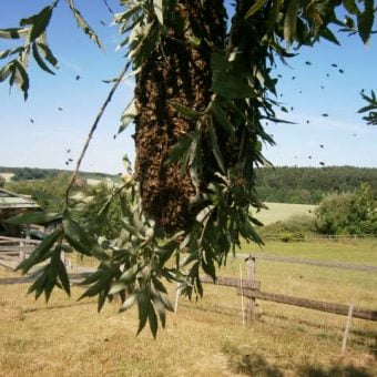HONIG BESTELLEN; Ein Bienenschwarm hängt an den Zweigen einer Weide vor blauem Himmel und einer wunderschönen Aussicht auf die Feldflur und Wald.