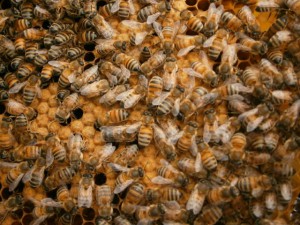 Honigbienen auf Brutwabe