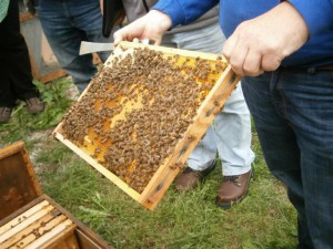 Brutrwabe mit ansitzenden Bienen