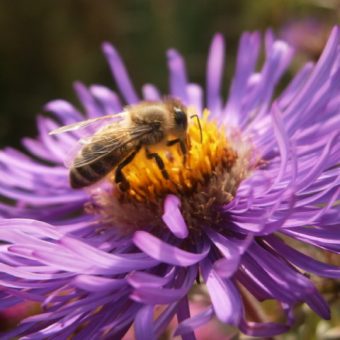 Eine nette kleine Biene auf einer lila Asternblüte.