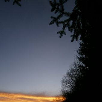 Abendstimmung am Waldbienenstand. Das Dunkel der Fichtenzweige vor dem dunkelviolett des Abendhimmels. Am Horizont ist ein goldener Streifen.