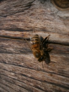 Eine andere Biene wärmt sich an der Beutenwand. Hier sieht man, dass es falsch wäre, Bienenkästen mit Farbe zu streichen, da diese dann zu im Spätwinter den Bienen zu kalt und zu glatt wäre.