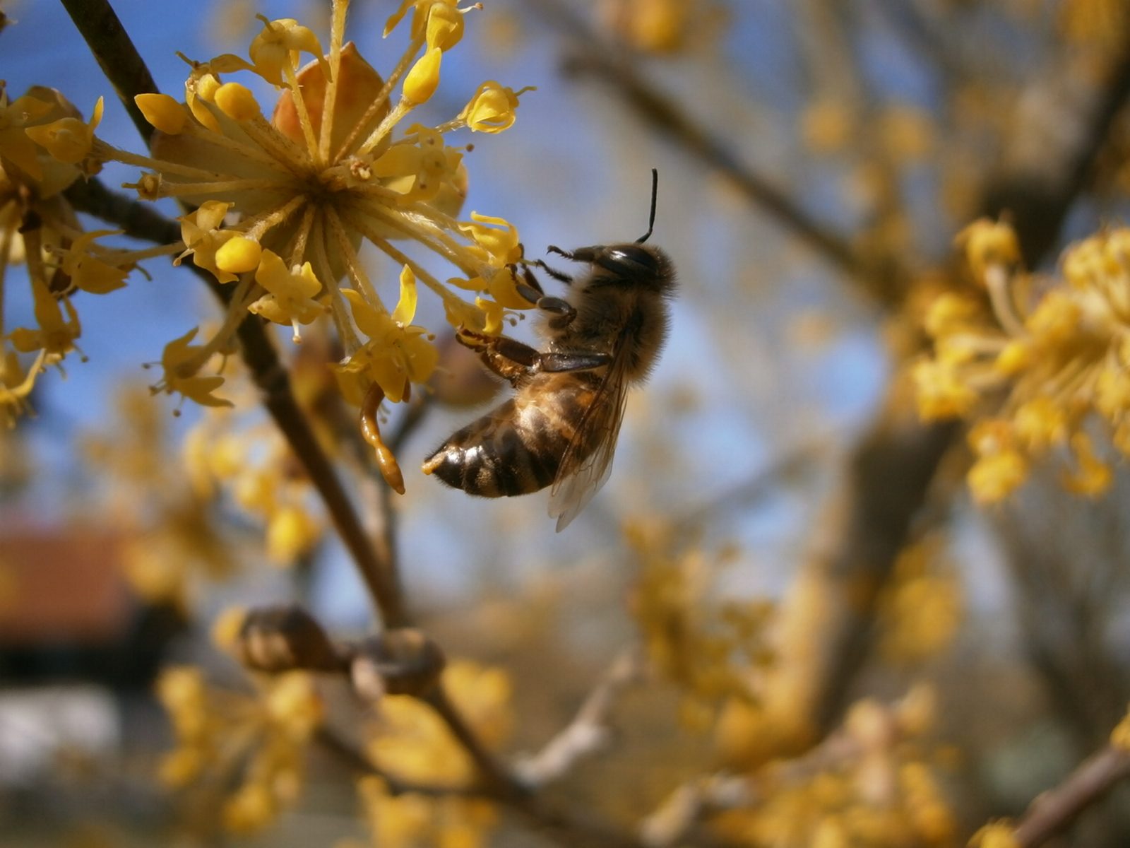 Eine Frühjahrsbiene ruht sich auf einer Kornellkirschenblüte aus.
