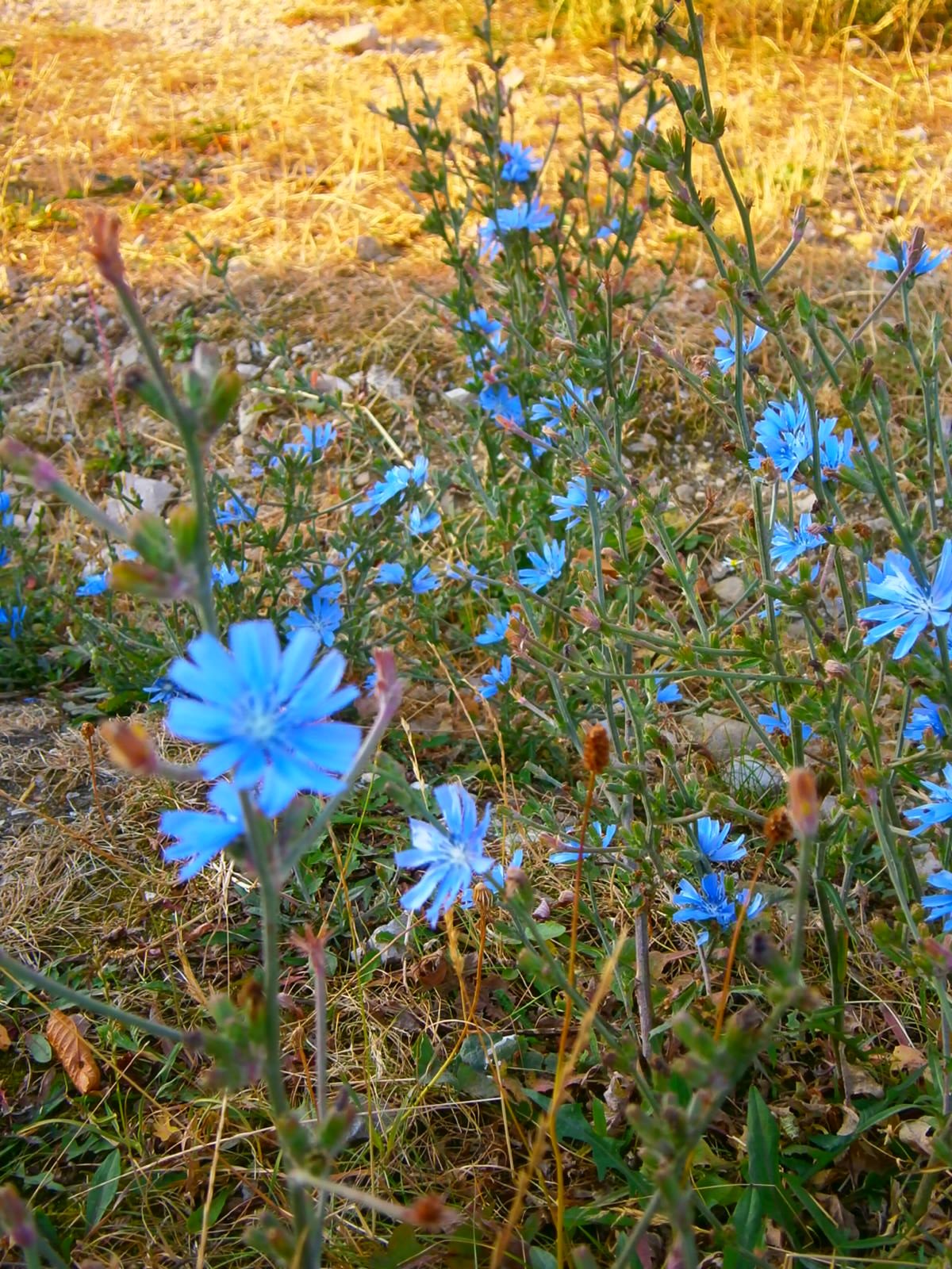 Deutsche Blumen am Wegesrand. Die Wegwarte hat das schönste Blau aller Blumen.