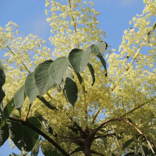 Honigbienen befliegen Arelienblüten. Blütenhonig jetzt kaufen bei bio-honig.com.