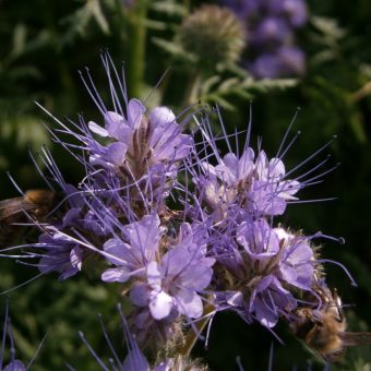 Büschelschön oder Phaceliablüte mit einer blütenbesuchenden Biene von Imkerei Oswald´s Bienenstand.