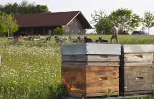 Kleinbäuerliche Bienenhaltung: Honigbienen und Schafe