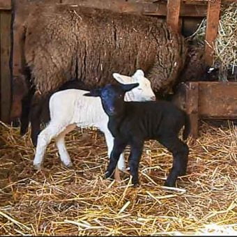 Zwei neugeborene Lämmer, einen Tag alt, eines weiß, das andere schwarz, mit ihrer Mutter im Stall vor der Heuraufe.