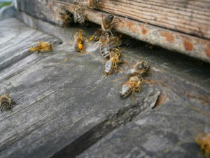 Heimkehrende Bienen tragen an Ihren Beinpaaren bunte Pollenpakete in kleinen Körbchen. Bild Imkerei Oswlad April 2016