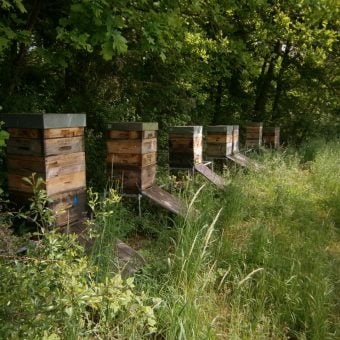 Foto von einem Bienenstand im Monat Mai. Zu sehen sind zehn Bienenvölker in hölkzernen Bienenkästen mit Honigaufsätzen und langen Anflugbrettern aus Holz am Waldrand unter einer großen Buche.
