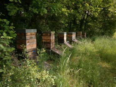 Foto von einem Bienenstand im Monat Mai. Zu sehen sind zehn Bienenvölker in hölkzernen Bienenkästen mit Honigaufsätzen und langen Anflugbrettern aus Holz am Waldrand unter einer großen Buche.