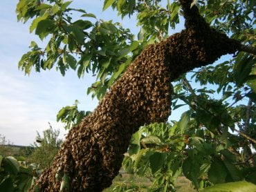 Ein langgezogener Bienenschwarm, wie er an einem Eichenast hängt.