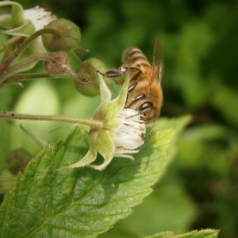 Backhonig vom Imker; Entstehung von Honig; Biene auf Himbeerblüte.
