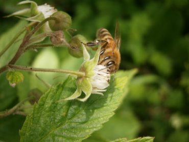Backhonig vom Imker; Entstehung von Honig; Biene auf Himbeerblüte.