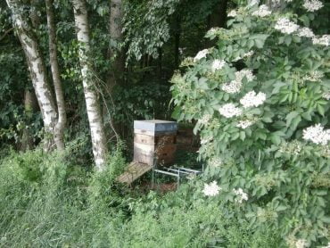 Holunder & Honig produzierendes Bienenvolk neben einem Schwarzen Holunder im Wald.