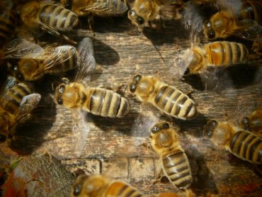 Sommersonnenwende: Die schön gestreiften Honigbienen der Oswalds.