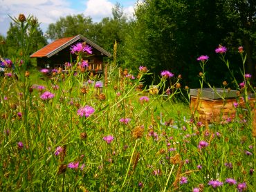 Wiesen-Flockenblumenwiese im Bienengarten der Bio-Honig Imkerei Oswald.
