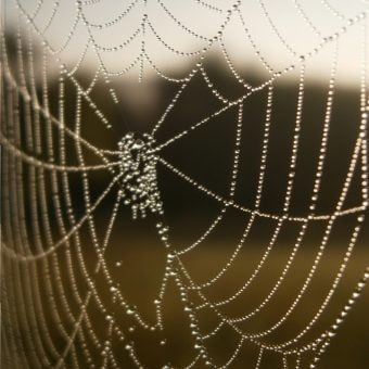 Herbstanfang: Tautropfen im Morgensonnenlicht an einem Spinnennetz. Zeit für die Varroabehandlung Sommer / Herbst. Die Varroamilbe ist ein Spinnentier (verfügt über acht Beine). Foto: Hans Georg Oswald bio-honig.com