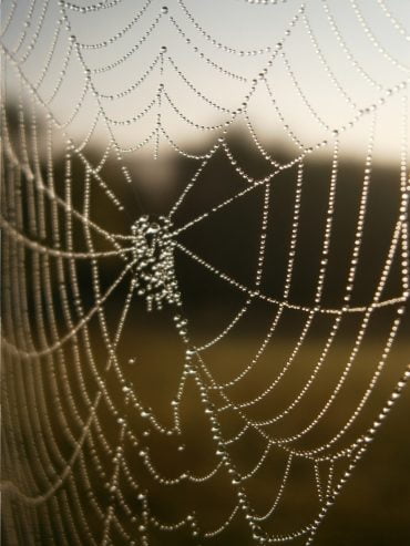 Herbstanfang: Tautropfen im Morgensonnenlicht an einem Spinnennetz.