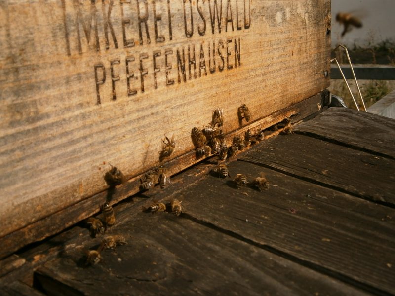 Bienen bei der Sonnung.