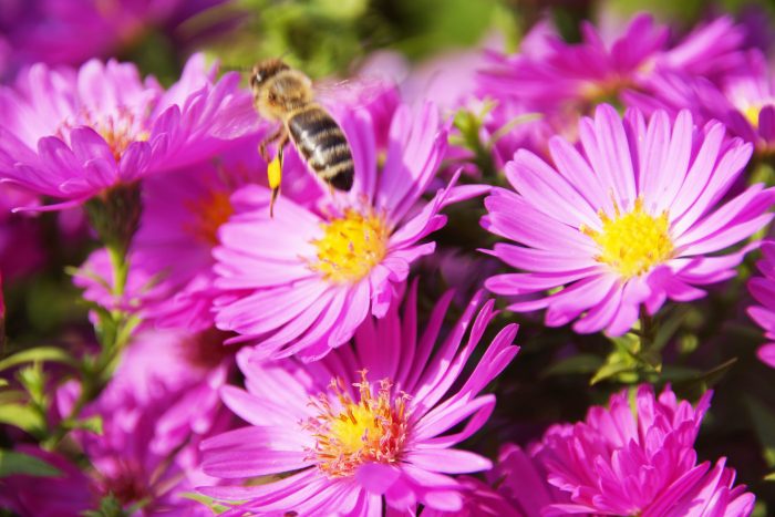 Biene beim Abflug von purpurner Asternblüte.