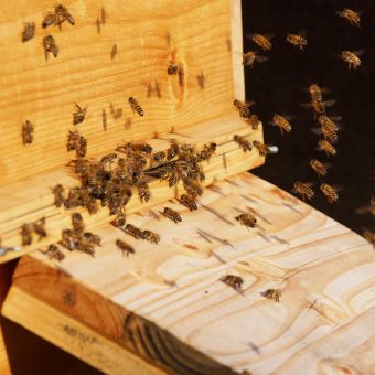 Bienen im Fluge an der Fluögffnung des Bienenkastens.