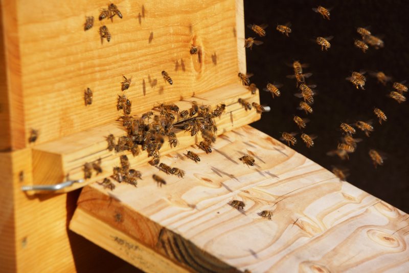 Bienen im Fluge an der Fluögffnung des Bienenkastens.
