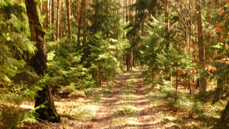 Sonniger Waldweg in der Hallertau in Bayern.