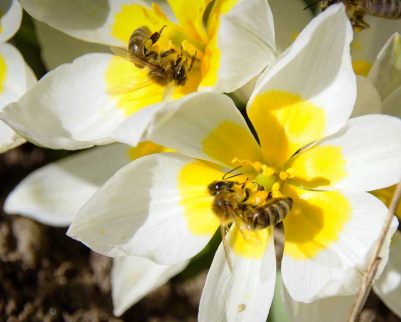 Honigbienen höseln Blütenstaub auf Wildtulpenart Tulipa polychroma.