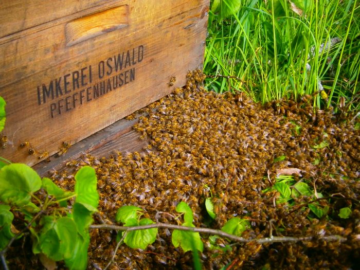 Ein Bienenschwarm einer Bioimkerei zieht in seine neue Behausung ein.