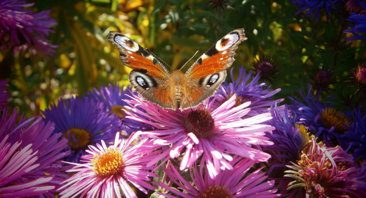 Bunter Schmetterling auf lila Blüte (www.bio-honig.com).