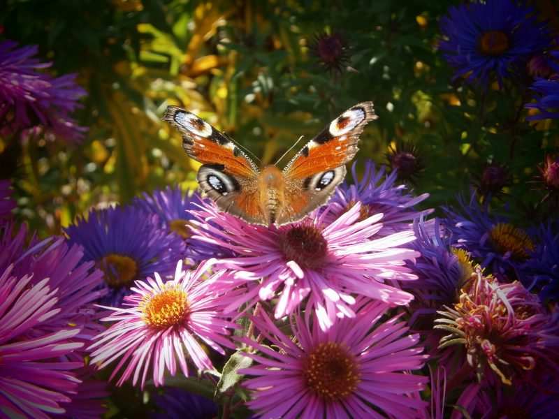 Bunter Schmetterling auf lila Blüte (www.bio-honig.com).