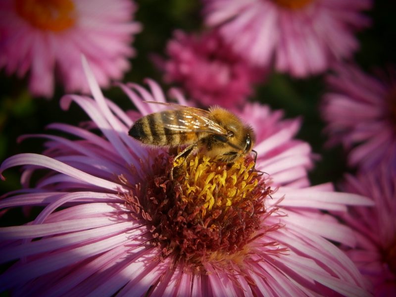Goldene Biene auf rosa Blüte. Honig Fakten.