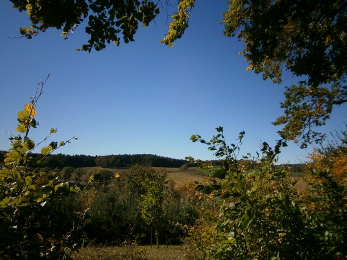 Das weltbekannte Hopfenanbaugebiet der Hallertau.