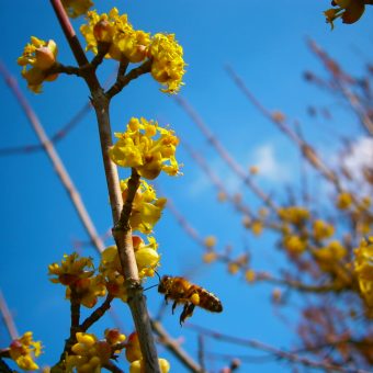 Aus der Bienenhaltung: Eine pollensammelnde Flugbiene befliegt eine Blüte der Kornellkirsche.