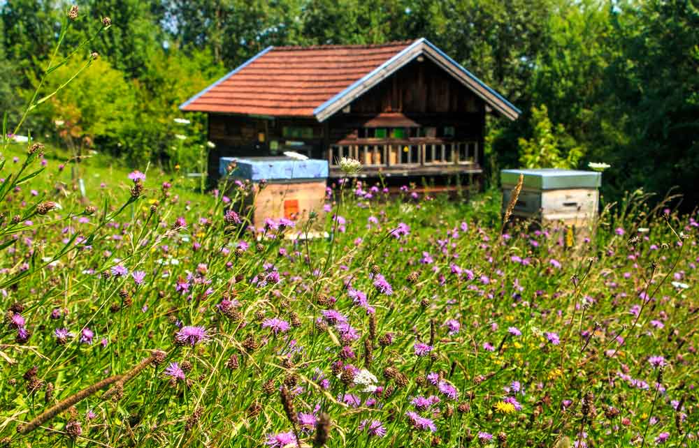 Altes Bienenhaus mit Bienen und Blumenwiesen.