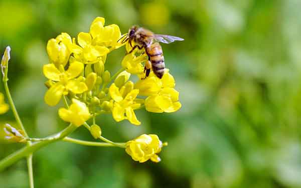 Eine Biene befliegt eine Rapsblüte im Nähaufnahme.