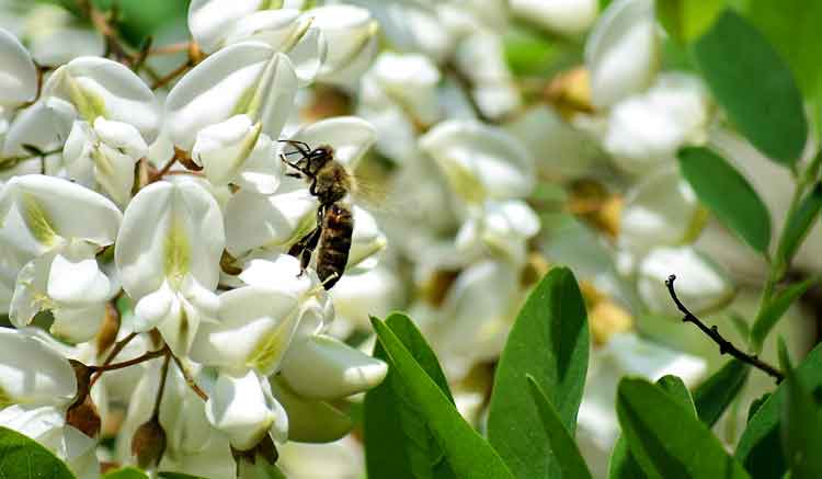 Nahaufnahme von eine Honigbiene die auf eine Robinienblüte sitzt.