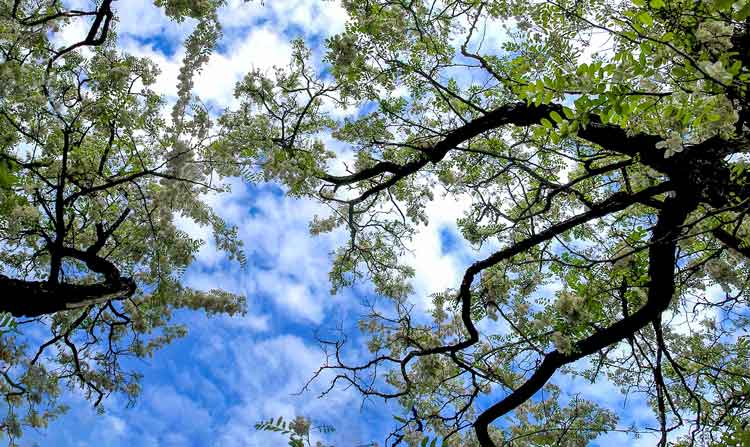 Zwei Robinienbäume fotografiert von unten gegen einen schönen blauen Himmel mit weisse Wolken.
