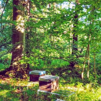 Bienen in ihrem natürlichem Habitat, dem Laubwald.