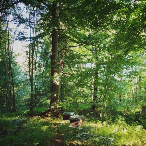 Bienen im Wald, in ihrem natürlichem Habitat.