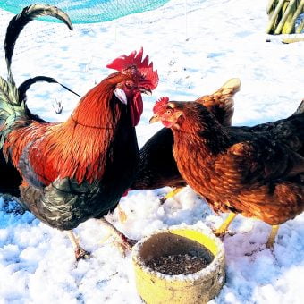 Ein bunt gefiederter Hahn und zwei Hennen stehen vor einer Futterschale im Schnee.