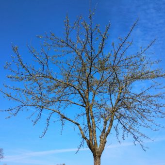 Ein Hochstamm-Apfelbaum auf der Streuobstwiese der Imkerei Oswald kurz vor dem Aufblühen am 08. Mai 2021 um 8:30 Uhr.