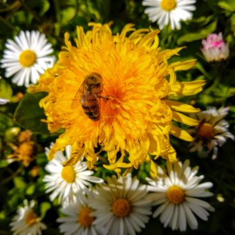 Eine Honigbiene mit lederbraunen Hinterleibsringen beim Nektarsaugen auf einer Löwenzahnlbüte. Um sie herum sind 8 Gänseblümchen..